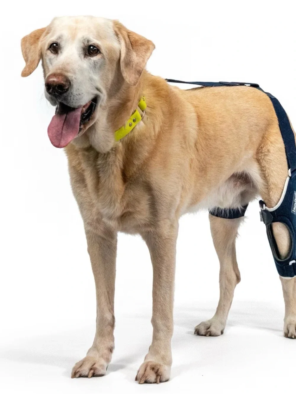 Left Rear Dog Knee Brace - Navy Blue USED